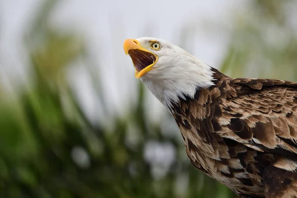 Kopasz sas (haliaeetus leucophalus)) — Stock Fotó