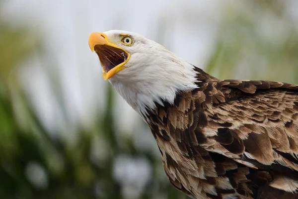 Лысый орел (haliaeetus leucocephalus) — стоковое фото