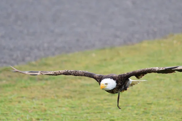 Pygargue à tête blanche (haliaeetus leucophalus) ) — Photo