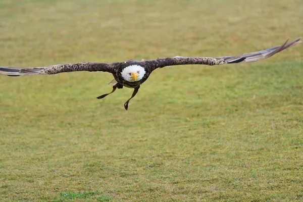 Pygargue à tête blanche (haliaeetus leucocephalus)) — Photo