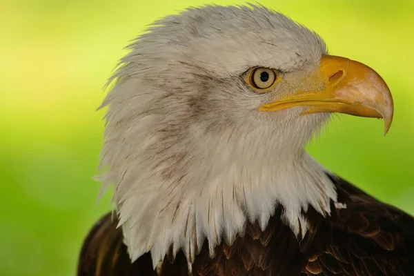 Bald eagle (haliaeetus leucocephalus) — Stock Photo, Image