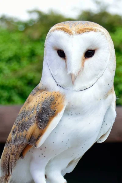 Κουκουβάγια σιταποθηκών (tyto alba) — Φωτογραφία Αρχείου