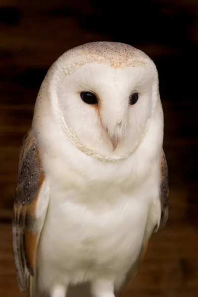 Κουκουβάγια σιταποθηκών (tyto alba) — Φωτογραφία Αρχείου