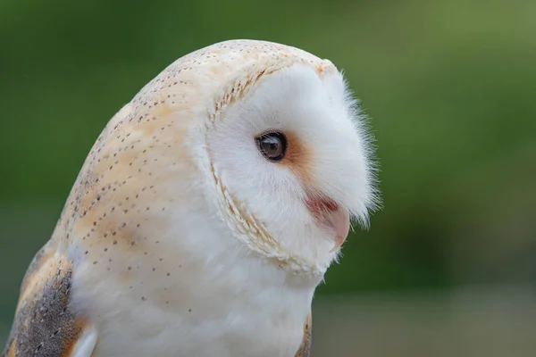 Peçeli baykuş (tyto alba) — Stok fotoğraf