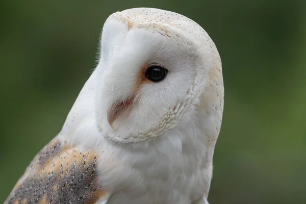 Barn owl (tyto alba) — Stock Photo, Image