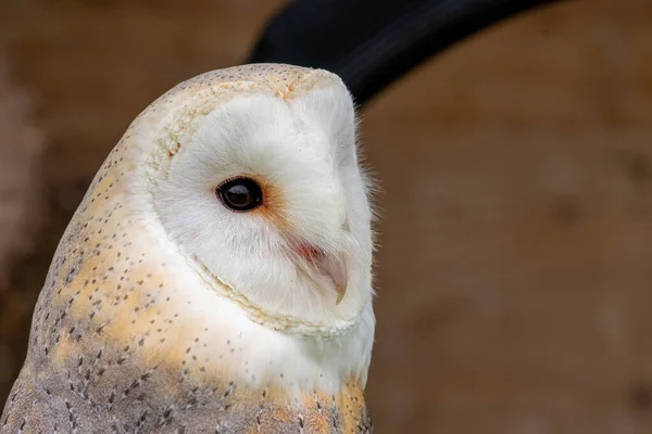 Schleiereule (tyto alba) — Stockfoto