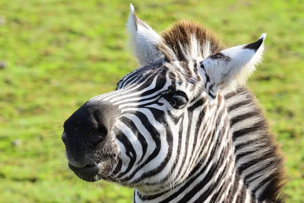 Zebra portrait — Stock Photo, Image