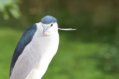 Siyah taç gece balıkçılı (Nycticorax nycticorax)