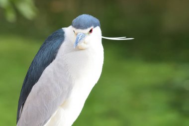 Siyah taç gece balıkçılı (Nycticorax nycticorax)