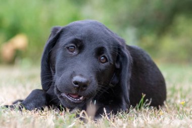 Siyah labrador yavrusu