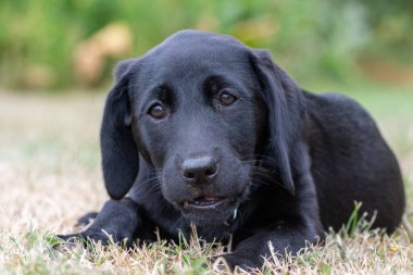 Siyah labrador yavrusu