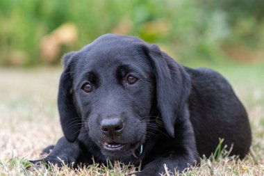 Siyah labrador yavrusu