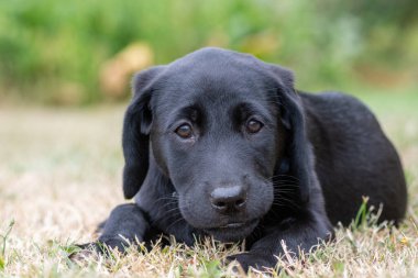 Siyah labrador yavrusu