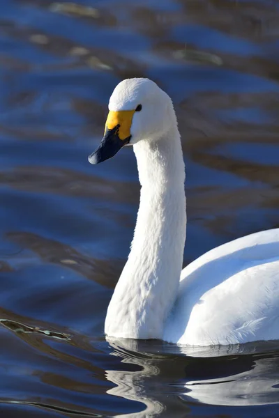 Tundra Лебідь (Cygnus columbianus) — стокове фото