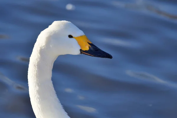 툰드라 백조 (고 니 자리 columbianus) — 스톡 사진