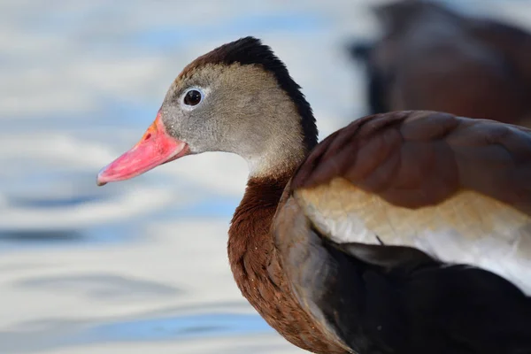 Pato-de-barriga-preta (dendrocygna autumnalis ) — Fotografia de Stock