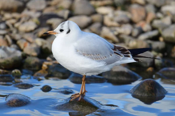 Schwarzkopfmöwe (chroicocephalus ridibundus)) — Stockfoto