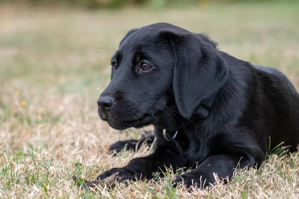 Svart labrador hundvalp — Stockfoto