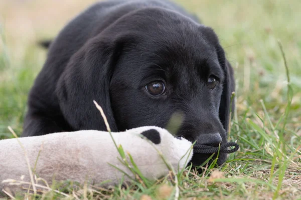 Svart labrador hundvalp — Stockfoto