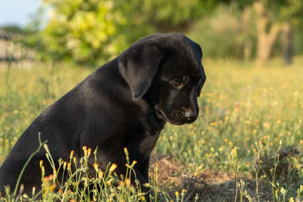 Svart labrador hundvalp — Stockfoto