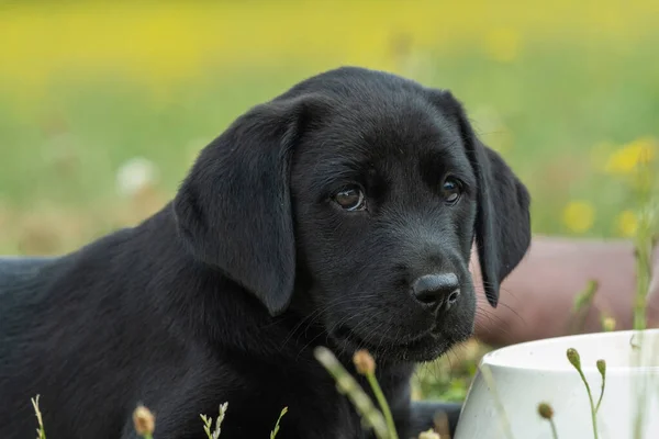 Svart labrador hundvalp — Stockfoto