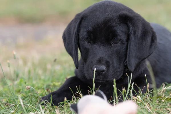 Svart labrador hundvalp — Stockfoto