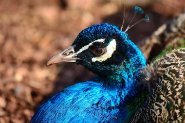 Mavi tavus kuşu (pavo cristatus)