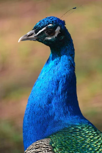 Mavi tavus kuşu (pavo cristatus) — Stok fotoğraf