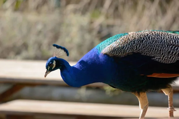 Indická Páv (pavo cristatus) — Stock fotografie