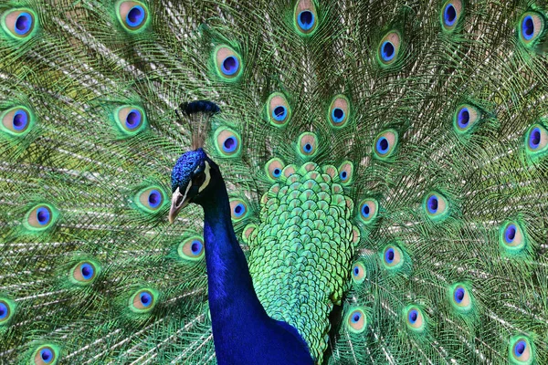 Peacock (Pavo cristatus) — Stockfoto