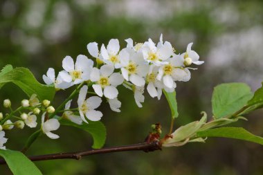 Kuş kirazı (prunus padus)