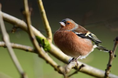 Chaffinch (Fringilla coelebs)