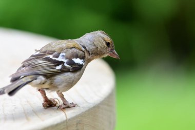 Yaygın cahffinch (Fringilla coelebs)