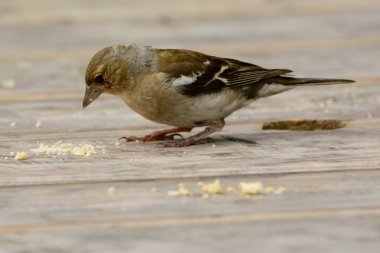 Chaffinch (Fringilla coelebs)