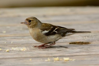 Chaffinch (Fringilla coelebs)