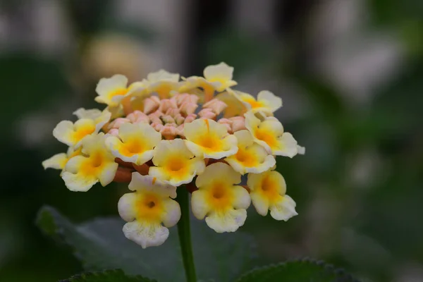 Salvia grande (lantana camara ) — Foto de Stock