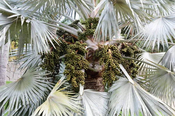 Bismarckia nobilis — Foto de Stock