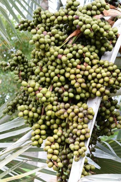 Bismarckia nobilis — Stok fotoğraf