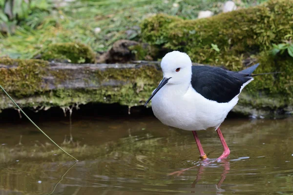 Stelzenläufer (himantopus himantopus)) — Stockfoto