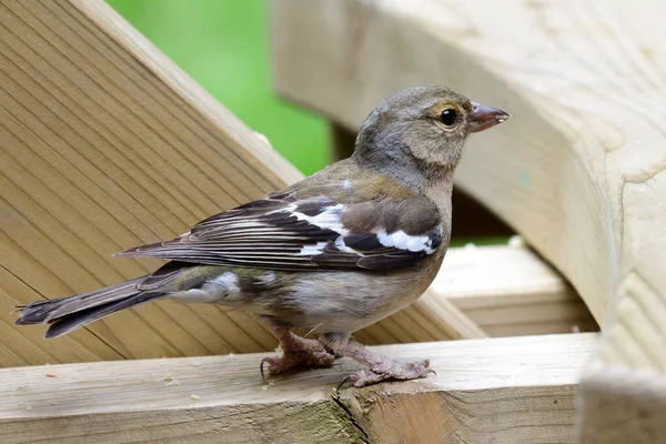 Blåfenad tonfisk (Fringilla coelebs)) — Stockfoto