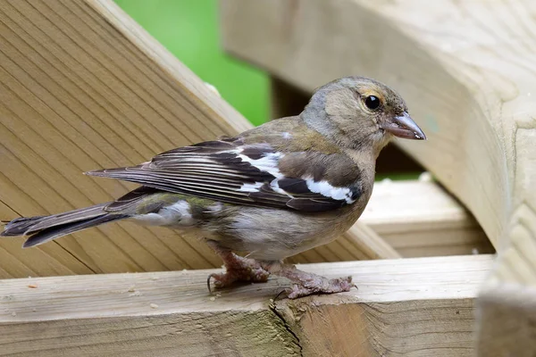 Common Chaffinch (Fringilla coelebs)) — стоковое фото