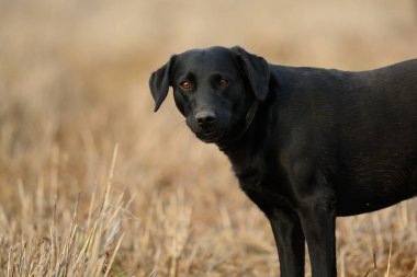 Bir tarlada Kara Labrador