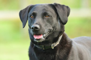 Siyah labrador