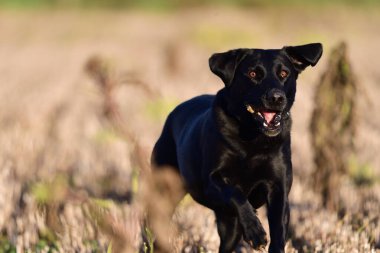 Siyah labrador