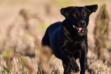 Siyah labrador