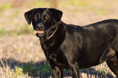Siyah Labrador Retriever
