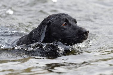 Siyah labrador