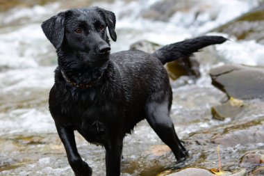 Siyah labrador