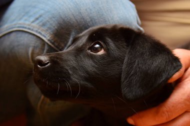 Black Labrador puppy clipart