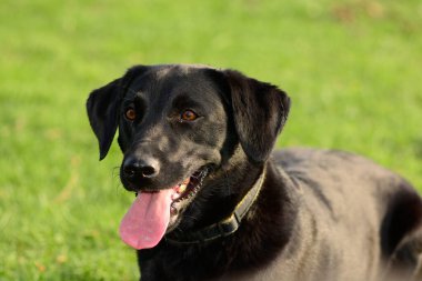 Siyah Labrador Retriever